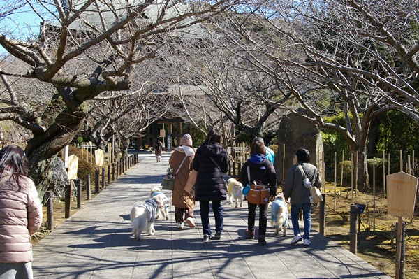 001922025kamakura91.jpg