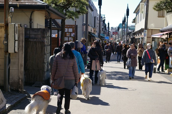 001922025komachi1.jpg