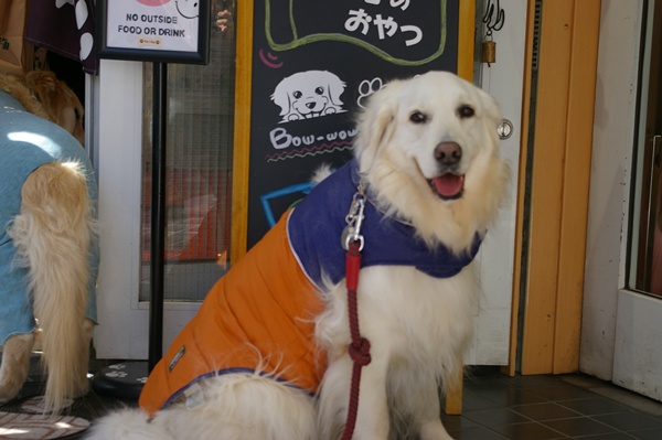001922025komachi95.jpg